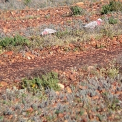 Eolophus roseicapilla at Tibooburra, NSW - 30 Aug 2022