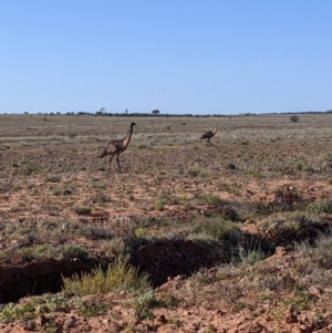 Dromaius novaehollandiae at Tibooburra, NSW - 30 Aug 2022 09:09 AM