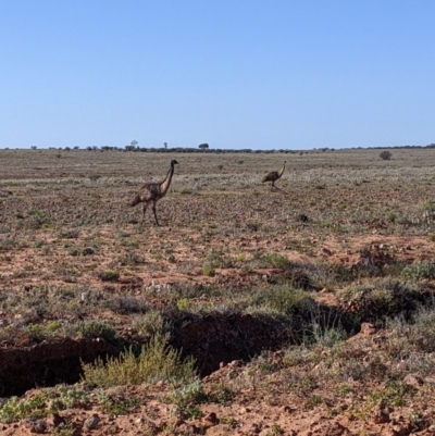 Dromaius novaehollandiae (Emu) at Sturt National Park - 29 Aug 2022 by Darcy