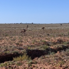 Dromaius novaehollandiae (Emu) at Tibooburra, NSW - 29 Aug 2022 by Darcy