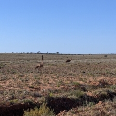 Dromaius novaehollandiae at Tibooburra, NSW - 30 Aug 2022 09:09 AM