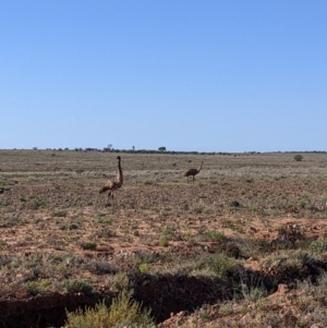 Dromaius novaehollandiae at Tibooburra, NSW - 30 Aug 2022 09:09 AM