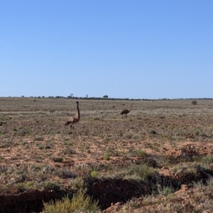 Dromaius novaehollandiae at Tibooburra, NSW - 30 Aug 2022