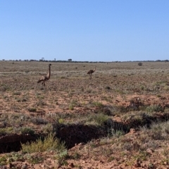 Dromaius novaehollandiae at Tibooburra, NSW - 30 Aug 2022 09:09 AM