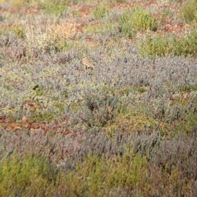 Peltohyas australis (Inland Dotterel) at Sturt National Park - 30 Aug 2022 by Darcy