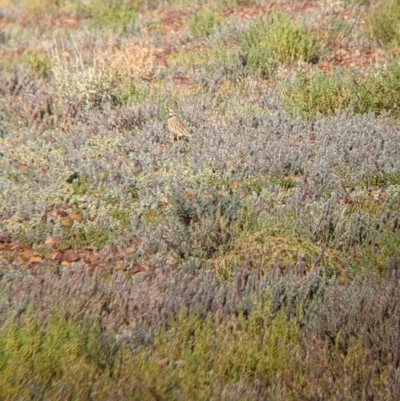 Peltohyas australis (Inland Dotterel) at Sturt National Park - 29 Aug 2022 by Darcy