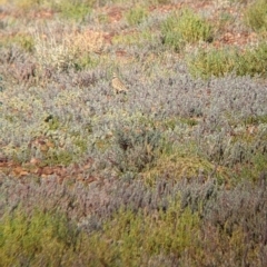 Peltohyas australis (Inland Dotterel) at Tibooburra, NSW - 29 Aug 2022 by Darcy