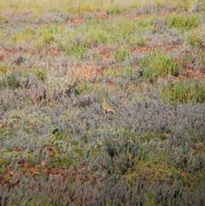 Peltohyas australis at Tibooburra, NSW - 30 Aug 2022