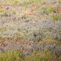 Peltohyas australis at Tibooburra, NSW - 30 Aug 2022