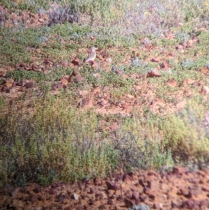 Anthus australis at Tibooburra, NSW - 30 Aug 2022