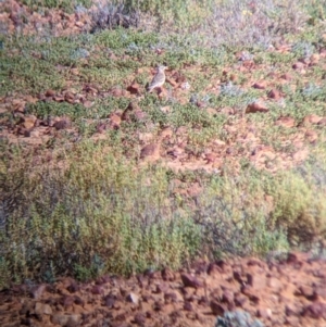 Anthus australis at Tibooburra, NSW - 30 Aug 2022