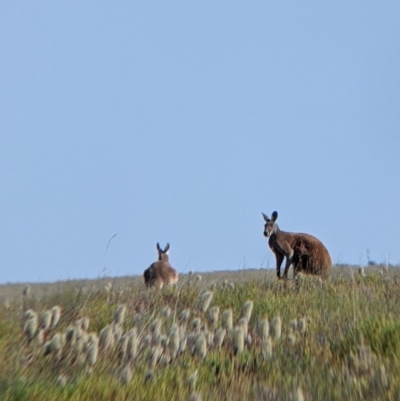 Osphranter rufus (Red Kangaroo) at Tibooburra, NSW - 30 Aug 2022 by Darcy