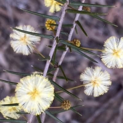 Acacia ulicifolia (Prickly Moses) at Jerrabomberra, NSW - 6 Sep 2022 by SteveBorkowskis