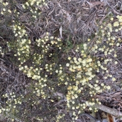 Acacia ulicifolia at Jerrabomberra, NSW - 6 Sep 2022 04:08 PM