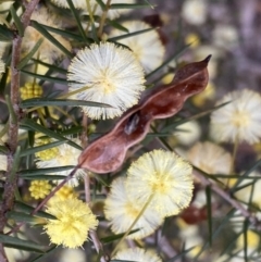 Acacia ulicifolia at Jerrabomberra, NSW - 6 Sep 2022