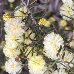 Acacia ulicifolia at Jerrabomberra, NSW - 6 Sep 2022