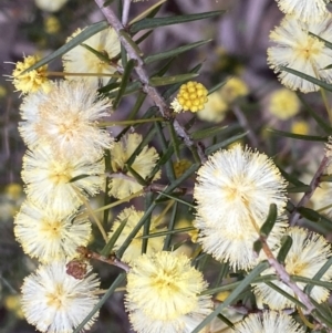 Acacia ulicifolia at Jerrabomberra, NSW - 6 Sep 2022 04:08 PM