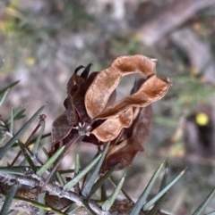 Acacia ulicifolia at Jerrabomberra, NSW - 6 Sep 2022 04:08 PM