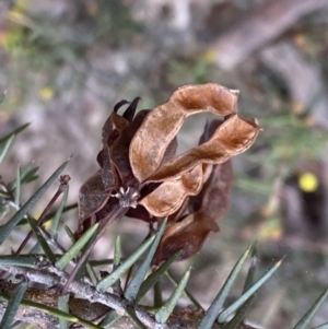 Acacia ulicifolia at Jerrabomberra, NSW - 6 Sep 2022