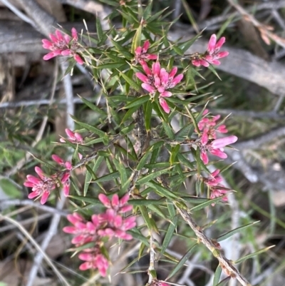 Lissanthe strigosa subsp. subulata (Peach Heath) at Jerrabomberra, NSW - 6 Sep 2022 by SteveBorkowskis