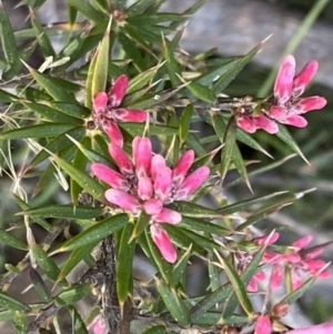 Lissanthe strigosa subsp. subulata at Jerrabomberra, NSW - 6 Sep 2022