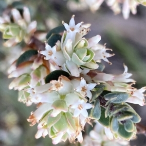 Brachyloma daphnoides at Jerrabomberra, NSW - 6 Sep 2022 04:07 PM