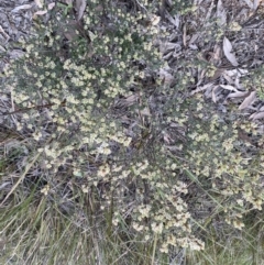 Brachyloma daphnoides at Jerrabomberra, NSW - 6 Sep 2022