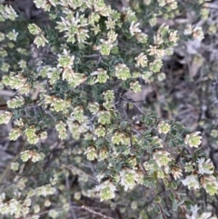 Brachyloma daphnoides at Jerrabomberra, NSW - 6 Sep 2022 04:07 PM