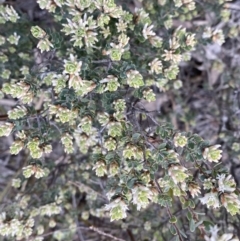 Brachyloma daphnoides at Jerrabomberra, NSW - 6 Sep 2022