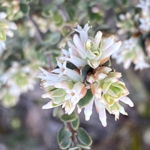 Brachyloma daphnoides at Jerrabomberra, NSW - 6 Sep 2022 04:07 PM