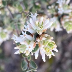 Brachyloma daphnoides at Jerrabomberra, NSW - 6 Sep 2022 04:07 PM