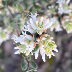 Brachyloma daphnoides at Jerrabomberra, NSW - 6 Sep 2022
