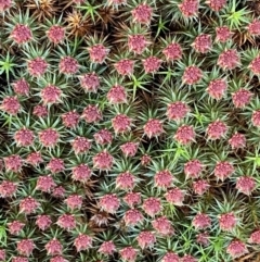 Polytrichaceae at Mount Jerrabomberra QP - 6 Sep 2022 by Steve_Bok