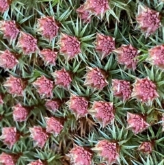Polytrichaceae at Jerrabomberra, NSW - 6 Sep 2022