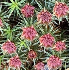 Polytrichaceae at Jerrabomberra, NSW - 6 Sep 2022