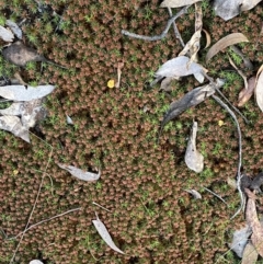 Polytrichaceae sp. (family) at Jerrabomberra, NSW - 6 Sep 2022