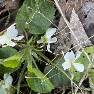 Viola odorata at Jerrabomberra, NSW - 6 Sep 2022