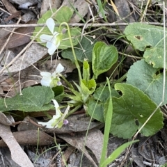 Viola odorata at Jerrabomberra, NSW - 6 Sep 2022