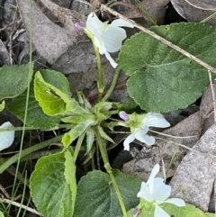 Viola odorata at Jerrabomberra, NSW - 6 Sep 2022