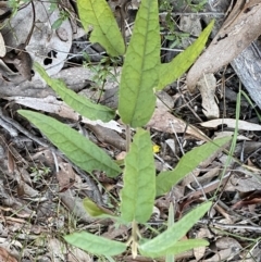 Olearia lirata (Snowy Daisybush) at Jerrabomberra, NSW - 6 Sep 2022 by SteveBorkowskis