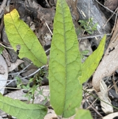 Olearia lirata at Jerrabomberra, NSW - 6 Sep 2022