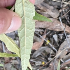 Olearia lirata at Jerrabomberra, NSW - 6 Sep 2022 05:20 PM