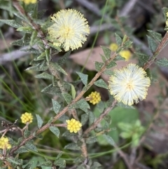 Acacia gunnii (Ploughshare Wattle) at Jerrabomberra, NSW - 6 Sep 2022 by Steve_Bok