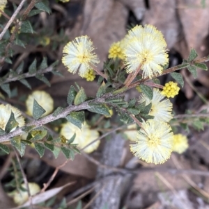 Acacia gunnii at Jerrabomberra, NSW - 6 Sep 2022