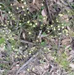 Acacia gunnii at Jerrabomberra, NSW - 6 Sep 2022