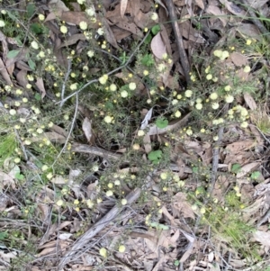 Acacia gunnii at Jerrabomberra, NSW - 6 Sep 2022