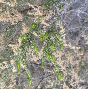 Cassinia sifton at Jerrabomberra, NSW - 6 Sep 2022 05:07 PM