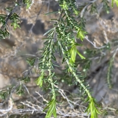 Cassinia sifton at Jerrabomberra, NSW - 6 Sep 2022