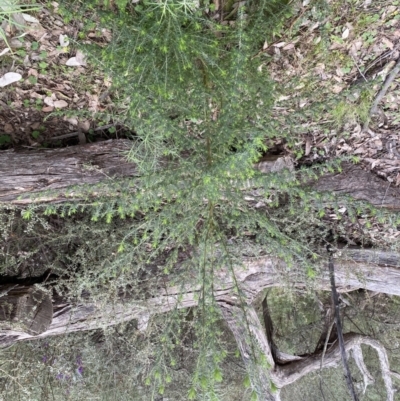 Cassinia aculeata subsp. aculeata (Dolly Bush, Common Cassinia, Dogwood) at Mount Jerrabomberra - 6 Sep 2022 by Steve_Bok