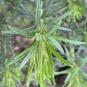 Cassinia aculeata subsp. aculeata at Jerrabomberra, NSW - 6 Sep 2022